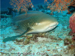 leopard shark taken at almost the end of a dive - Similan... by Janice Chan 